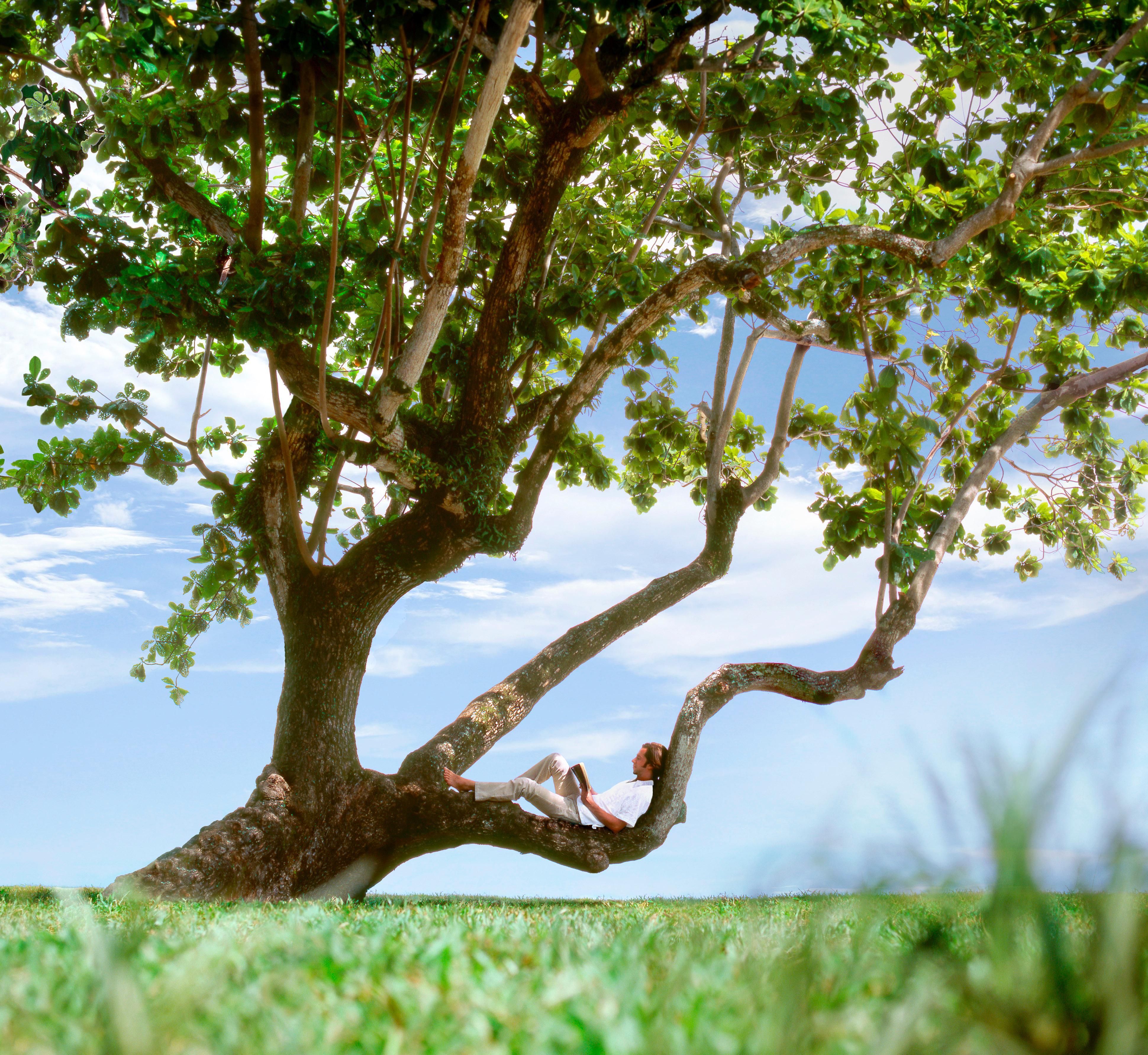 Shangri-La Rasa Sayang, Penang Batu Feringgi Exteriér fotografie A tree